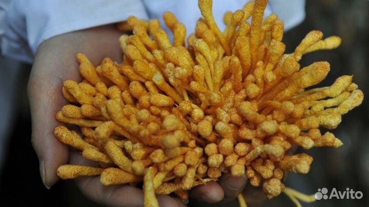 Кордицепс мицелий