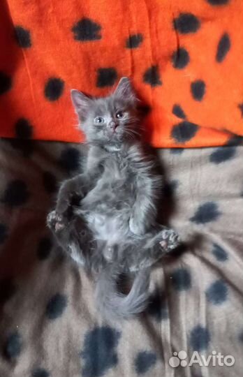 Котята. Грей красавчик