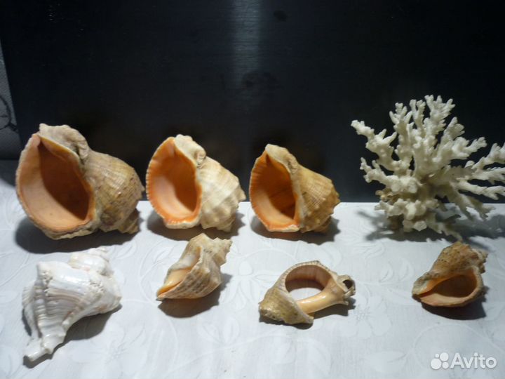 Коралл и рапаны для аквариума