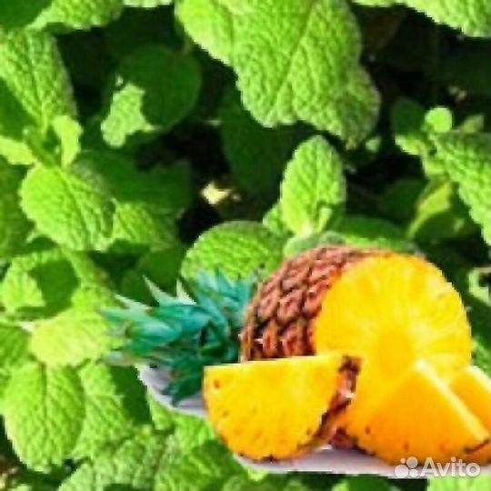 Мята сортовая, Мелисса, Чабрец, Душица