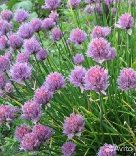 Лук шнитт маленький и большой