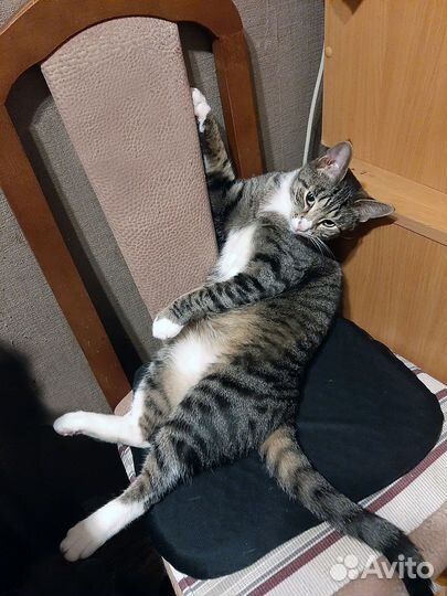 Молодой кот в добрые руки