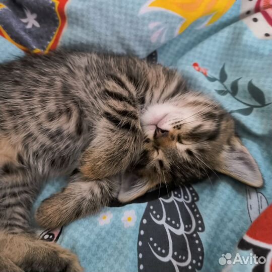 Котенок в добрые руки