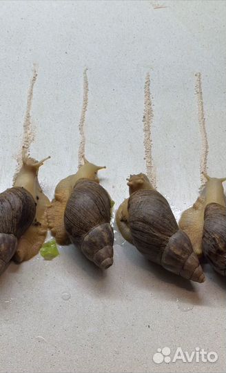 Корм для улиток