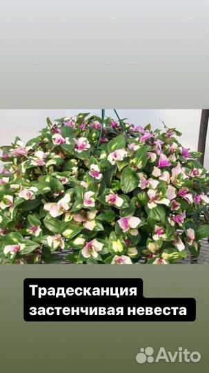 Традесканция