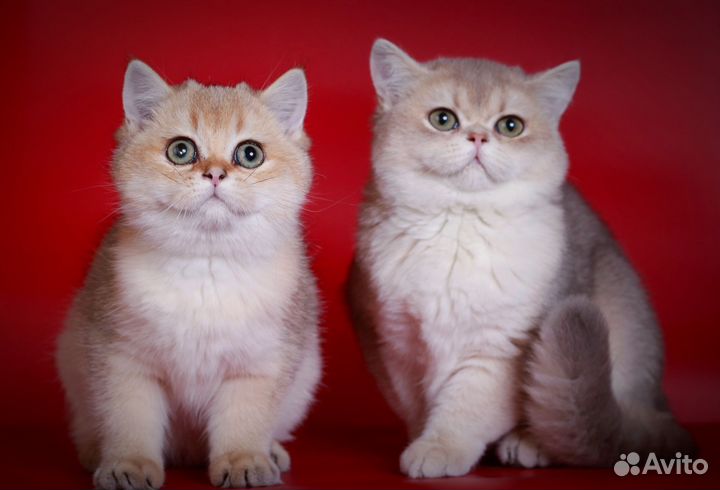 Британские девочки