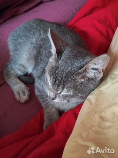 Котенок в добрые руки