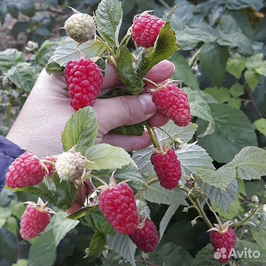 Малина ремонтантная саженцы