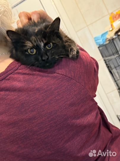 Кошечка 8 месяцев в поисках дома