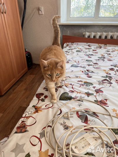 Отдам кота в добрые руки