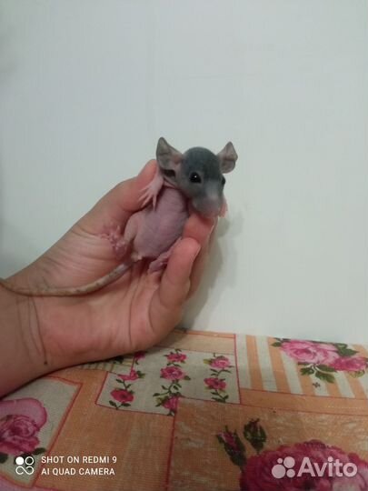 Крыса сфинкс