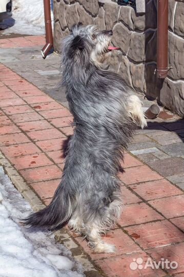 Отчаянно ищет любящую семью Шарик