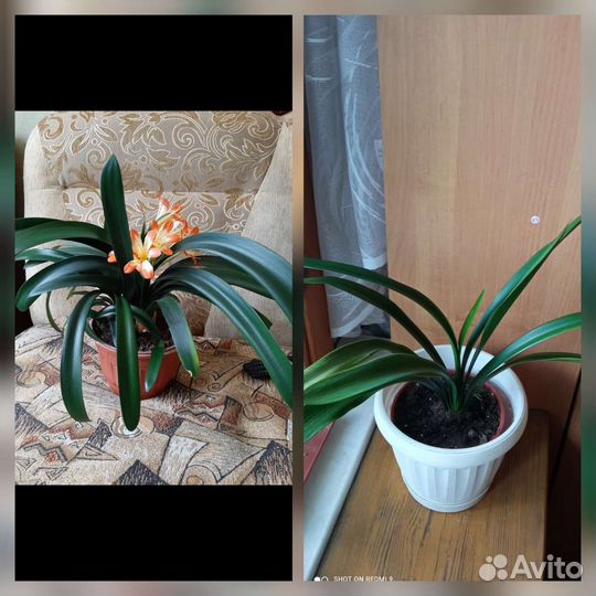 Бегонии королевские