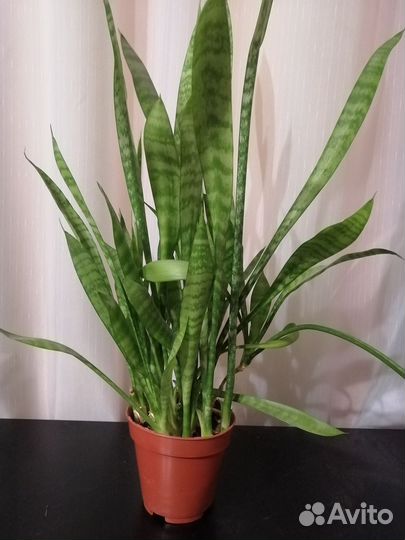 Сансевиерия