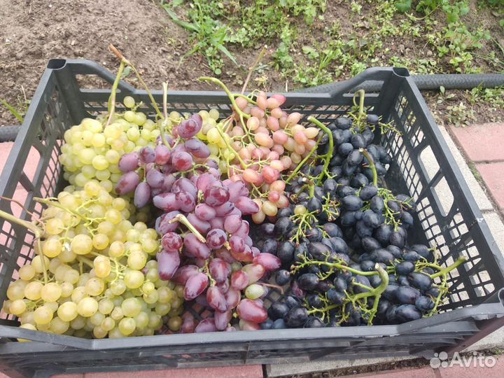 Саженцы винограда