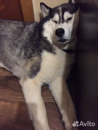 Сибирский хаски