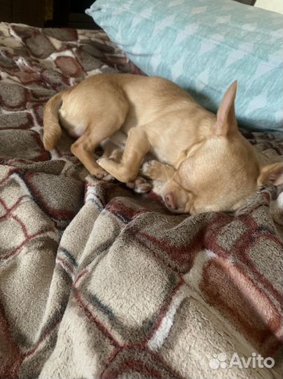 Чихуа для вязки