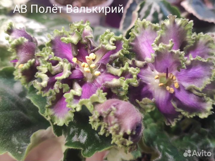 Черенки фиалки на срез