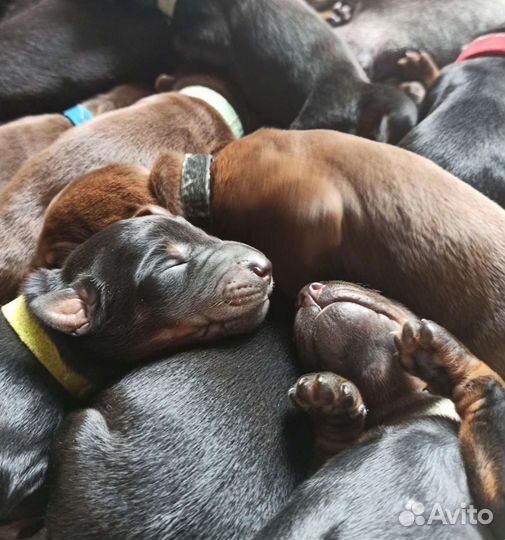 Щенки добермана