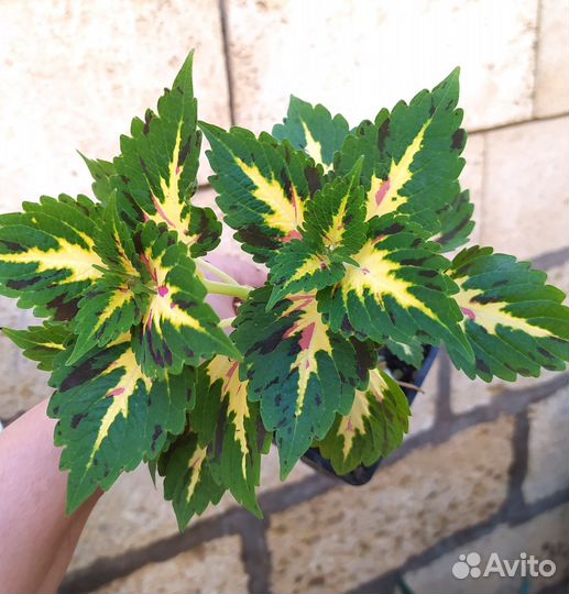 Колеусы сортовые. Цветы для дома и сада