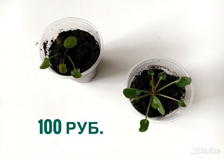 Пилея пеперомиевидная