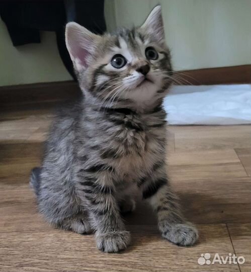 Шотладский котенок