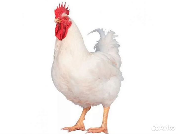 Инкубационное яйцо цветного бройлера XL757 Франция