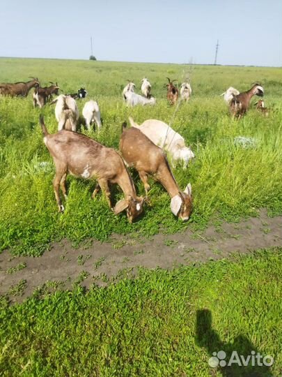 Англо нубийские козы, козлята