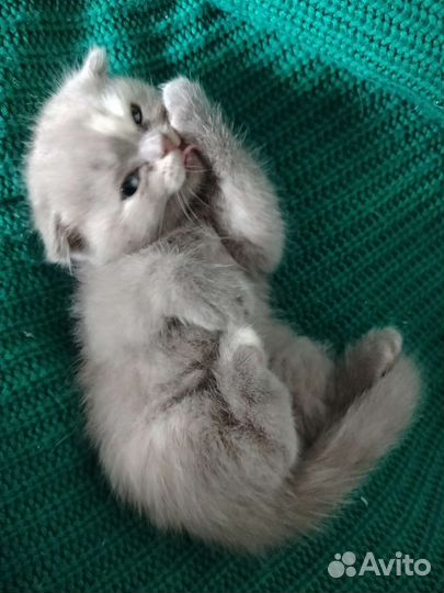 Котята скоттиш фолд