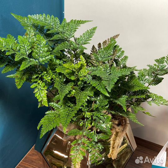 Даваллия (Хумата)