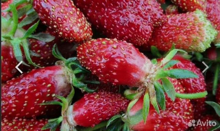 Саженцы клубника сортовая на заказ Купчиха, Полька