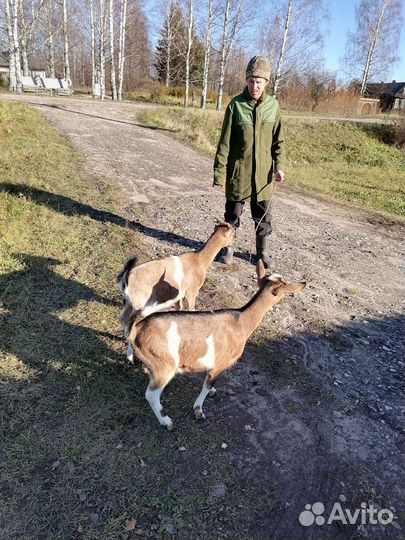 Продаются козочки пяти месяцев