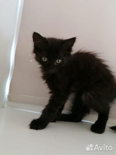 Маленькая девочка котенок