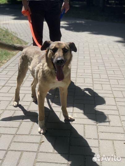 Собака в добрые руки