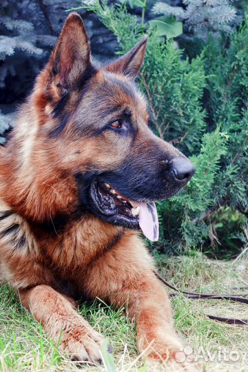 Кобель немецкой овчарки для вязки