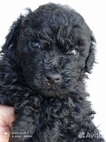 Щеночки тойчики