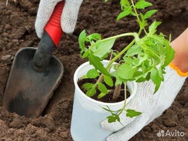 Земля плодородная