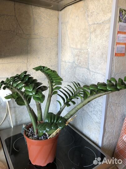 Замиокулькас