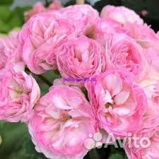 Пеларгонии редкие