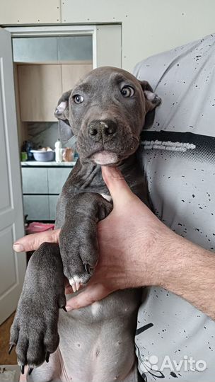 Щенки питбультерьера