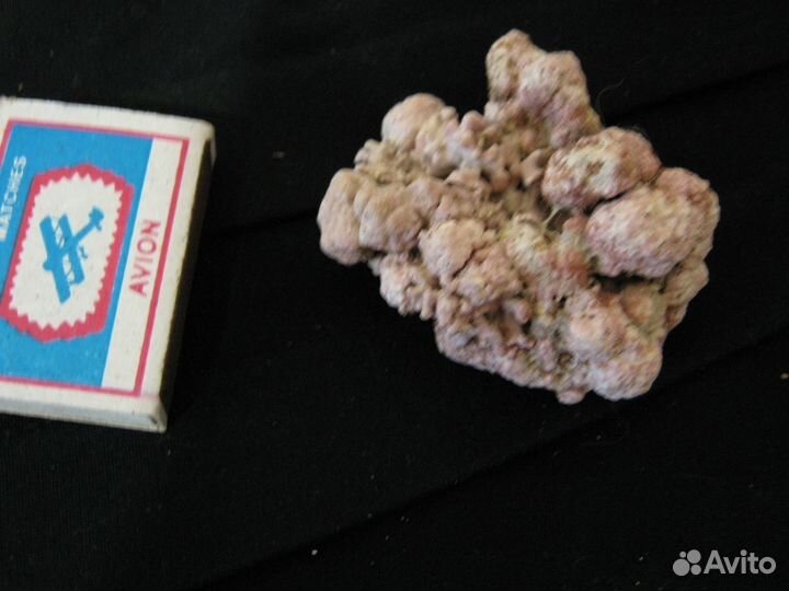 Коралл со дна Красного моря