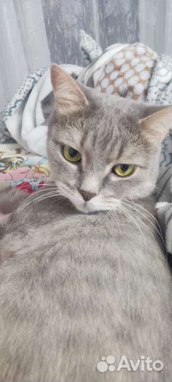 Британский кот