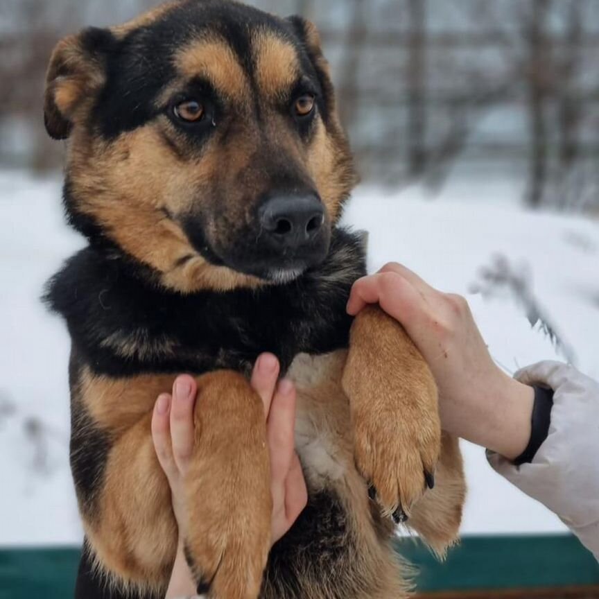 Собака Корица в добрые руки