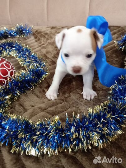 Щенки чихуахуа