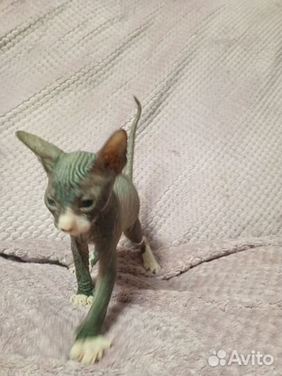 Котята сфинкс