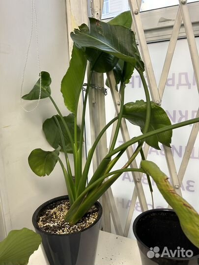 Стрелиция 100 см