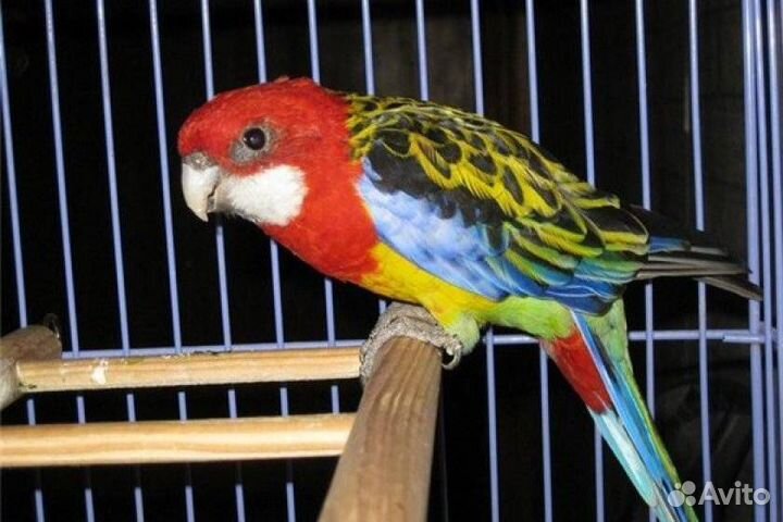 Попугай Розелла