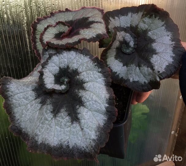 Комнатные растения