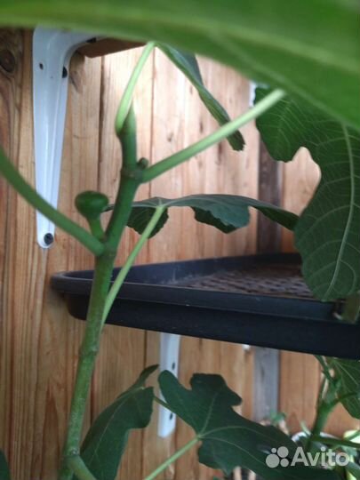 Цветы. Инжир самоплодный домашний и другие