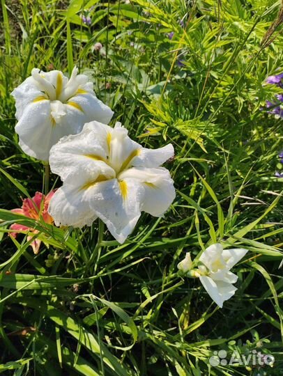 Ирисы японский и сибирские